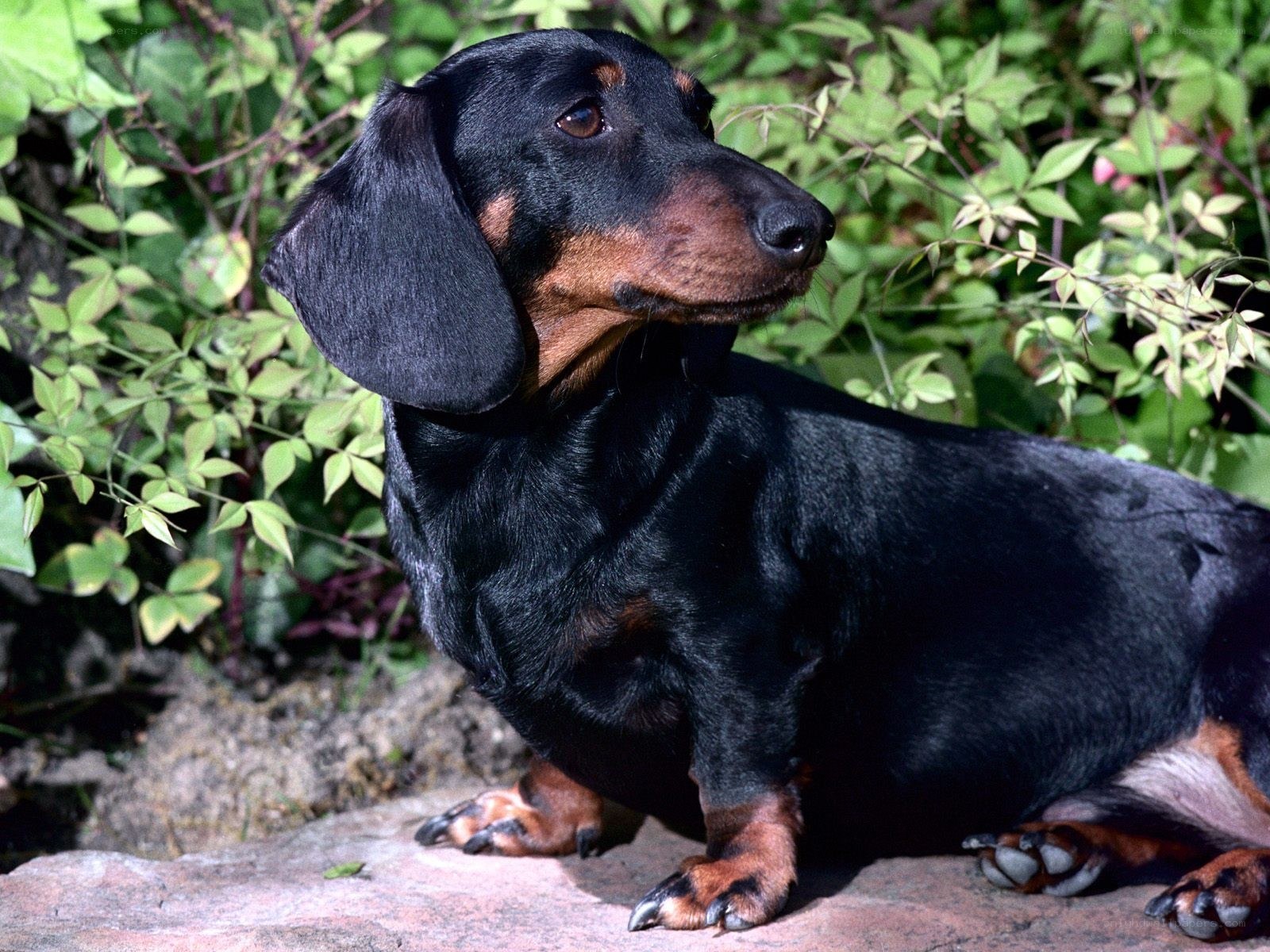 dachshund dog in garden