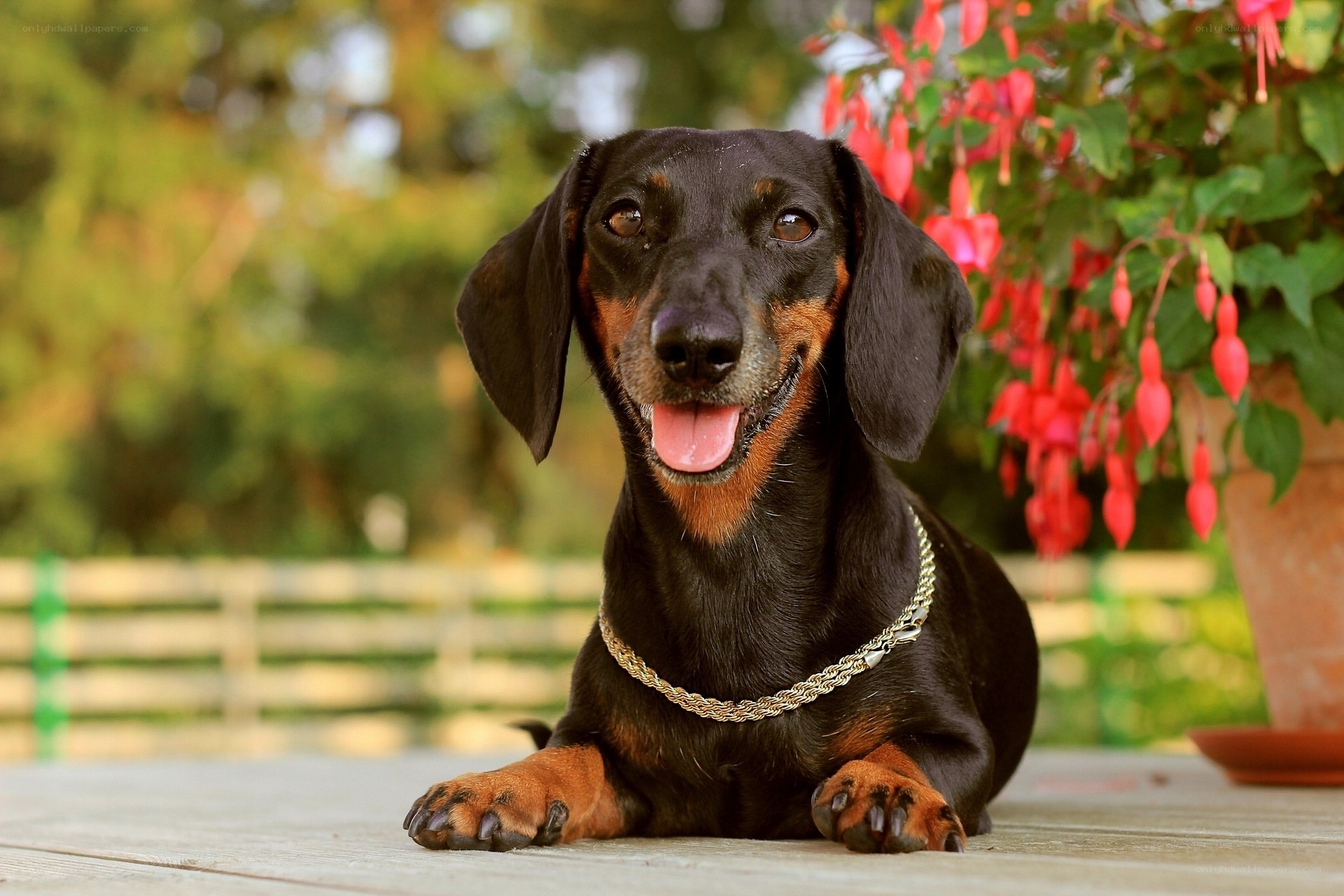 dachshund dog in garden