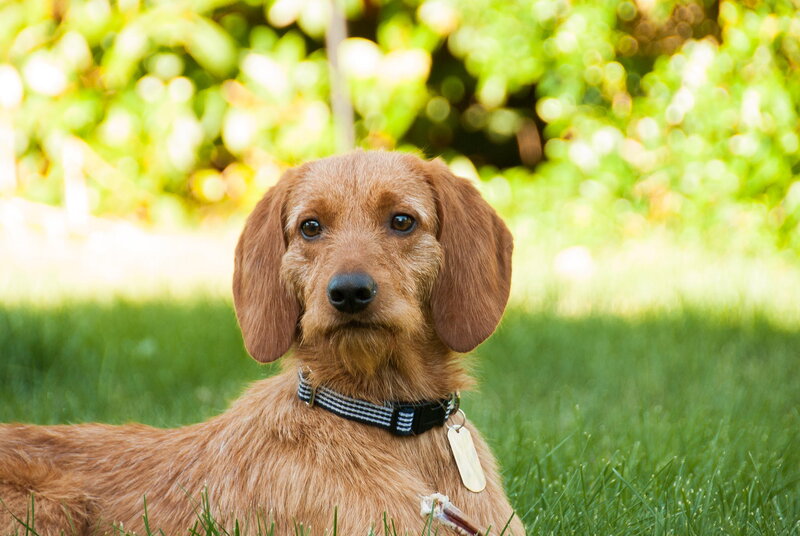 Dachshund Dog in Grass — Brown