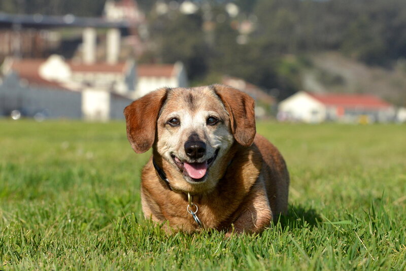 Dachshund Dog in Grass