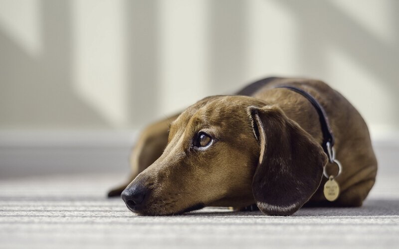 Dachshund Dog Lying — Brown, Calm