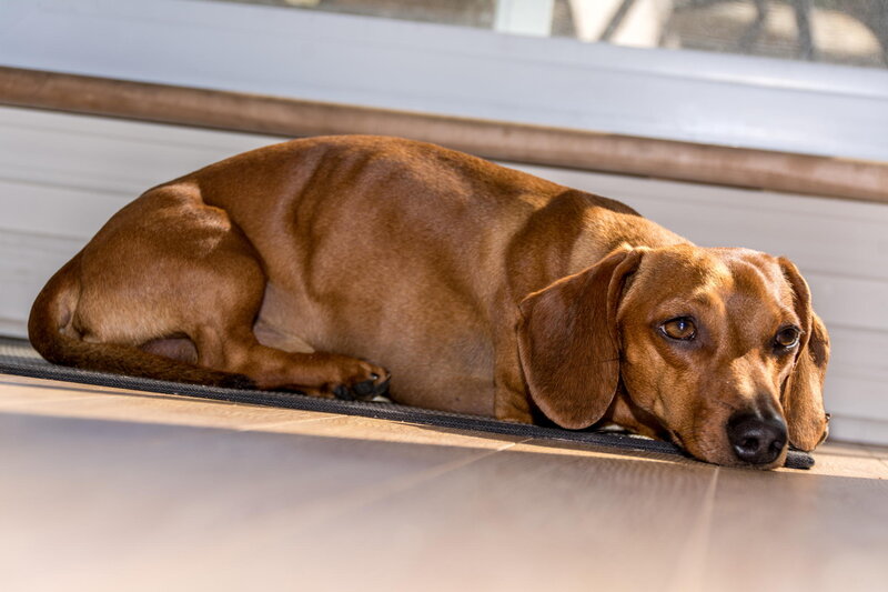 Dachshund Dog Lying — Brown