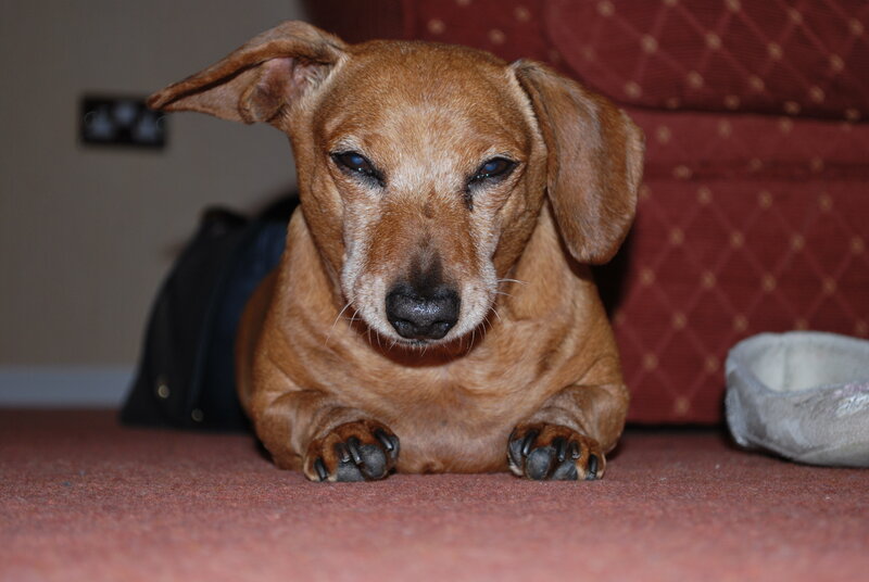 dachshund dog lying on carpet