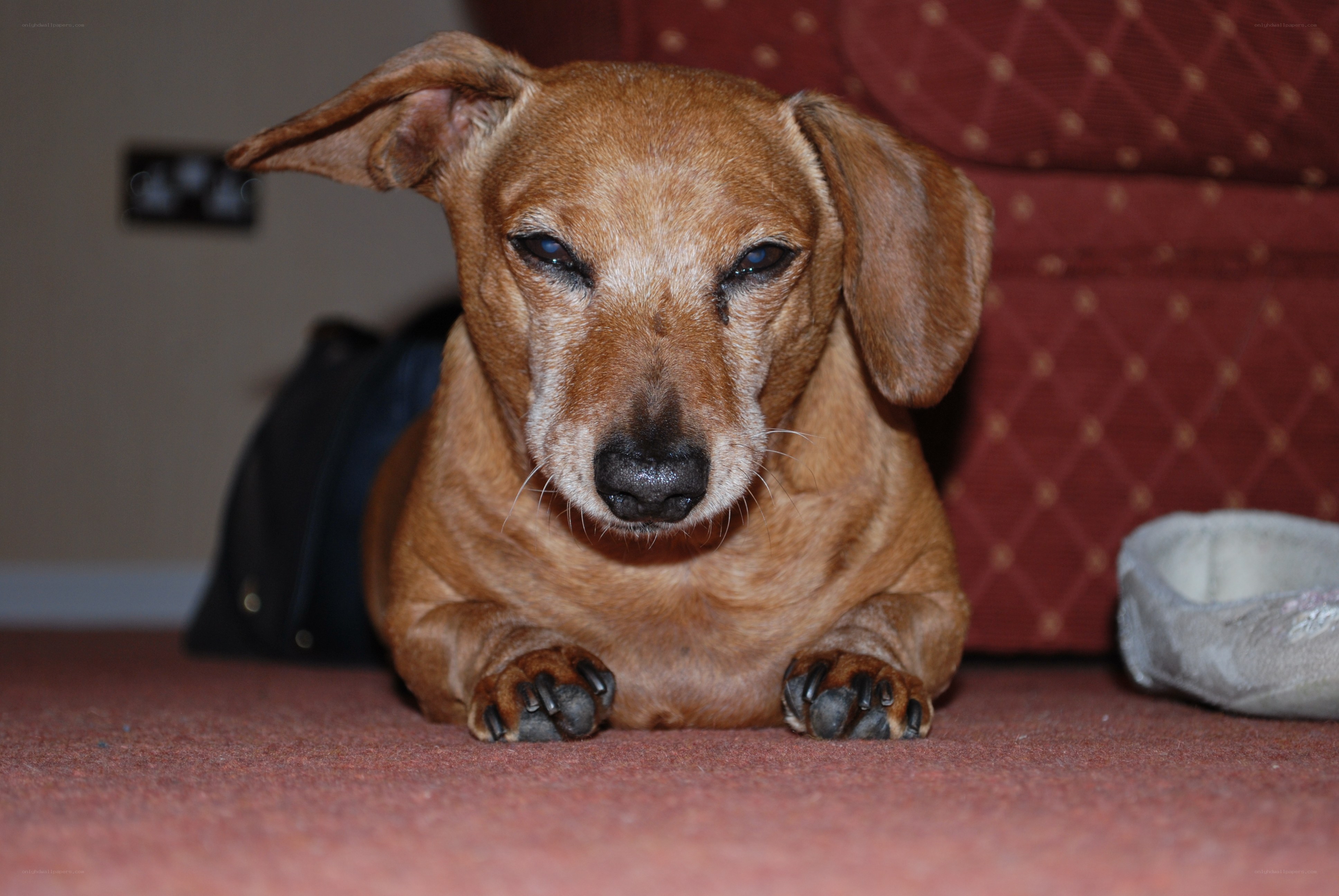 dachshund dog lying on carpet