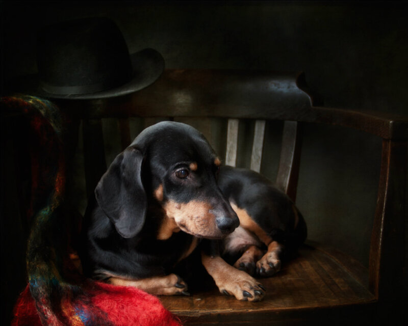 Dachshund Dog on Chair