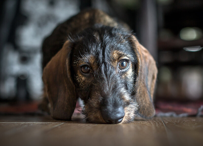 Dachshund Dog on Floor — Brown
