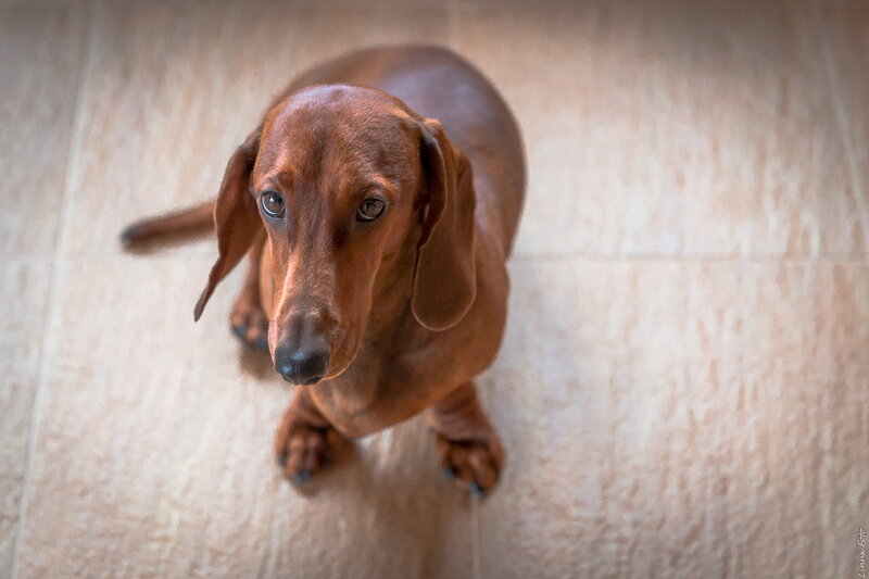 Dachshund Dog on Floor
