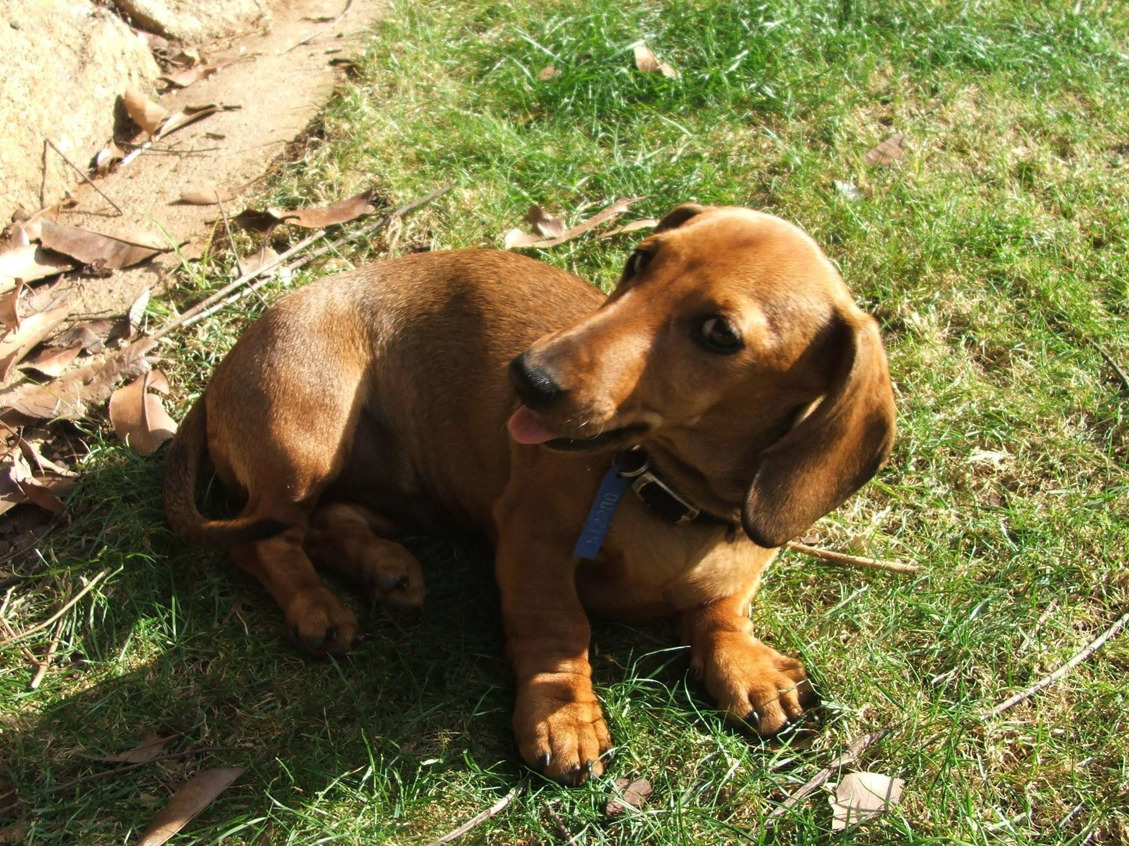 dachshund dog on grass