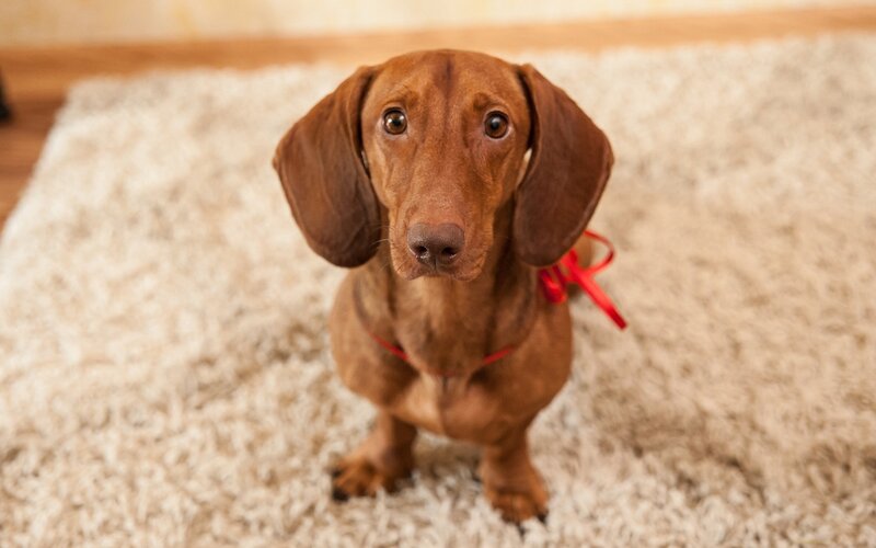 Dachshund Dog on Rug