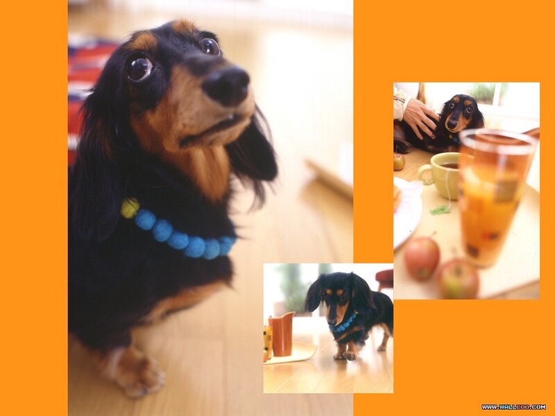 Dachshund Dog — Orange
