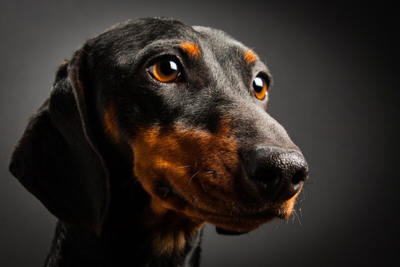 Dachshund Dog Portrait — Black, Dramatic