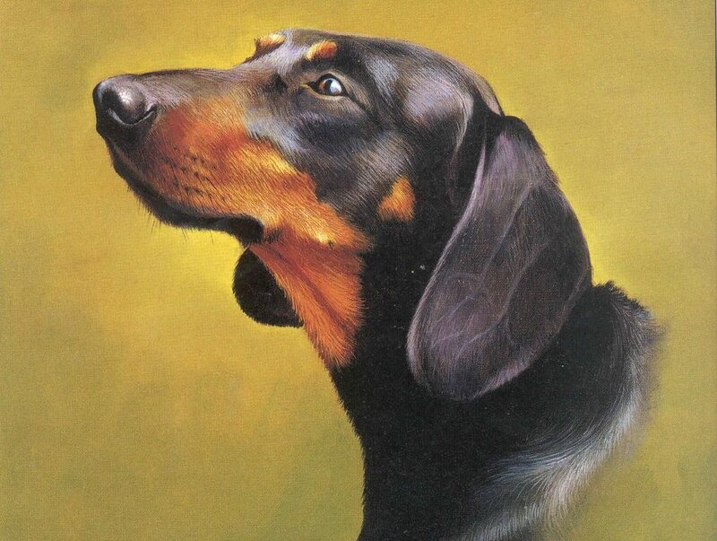 Dachshund Dog Portrait — Black