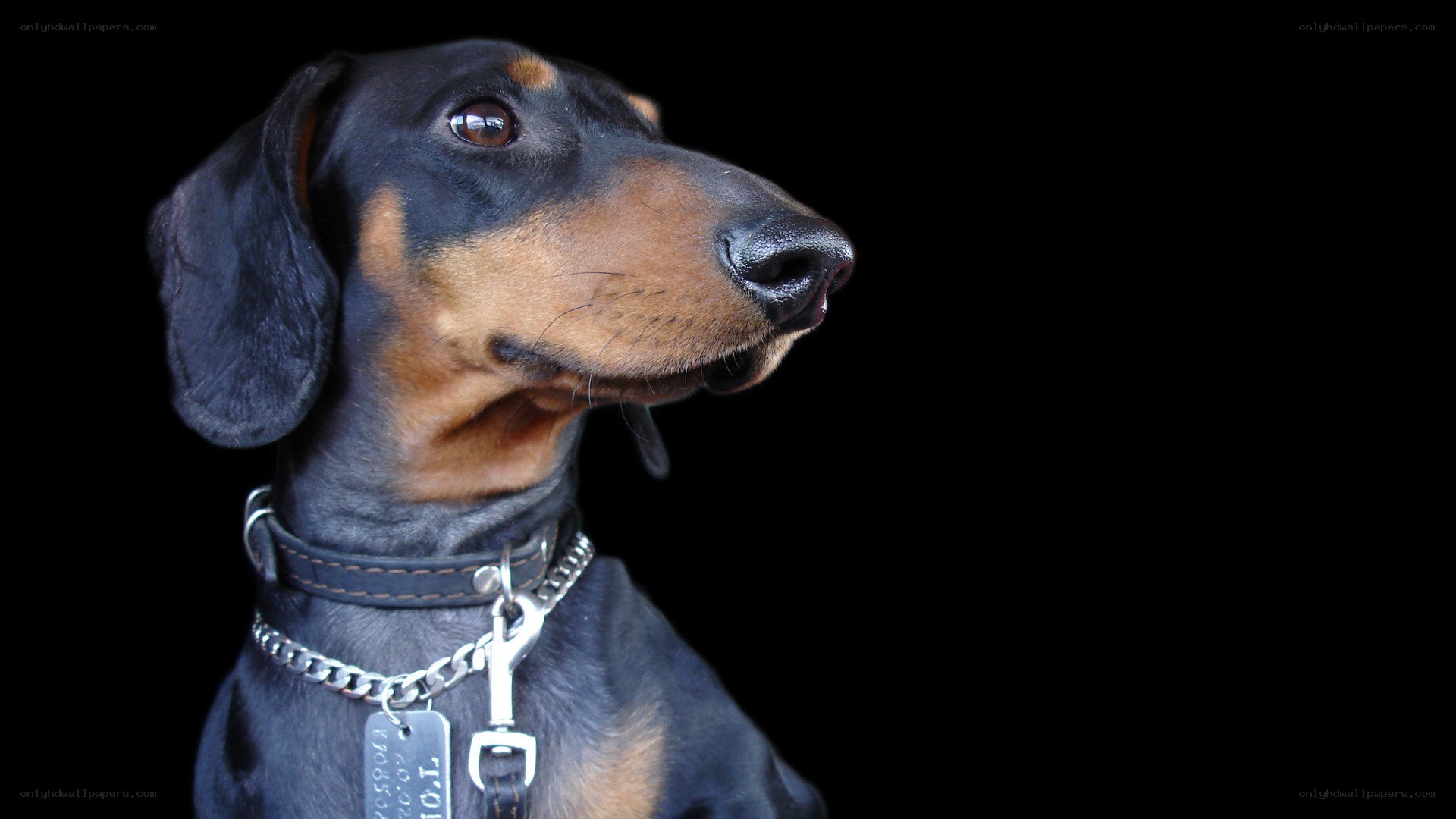 dachshund dog portrait