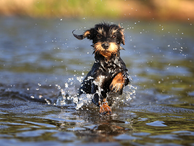 Dachshund Dog Running — Black