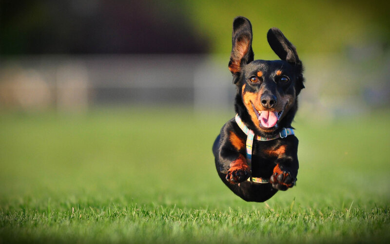 Dachshund Dog Running — Green