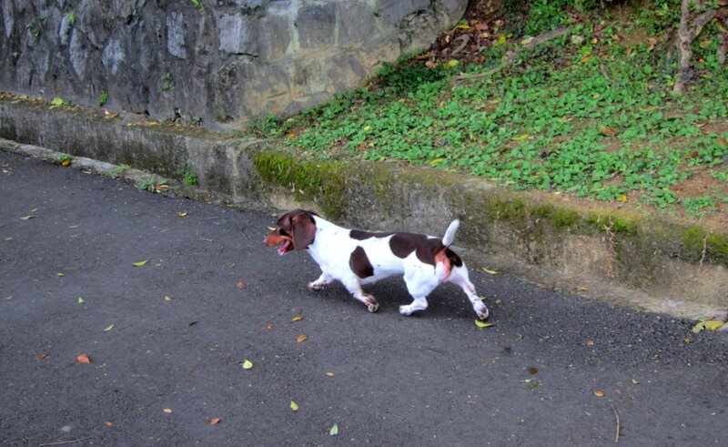 Dachshund Dog Running