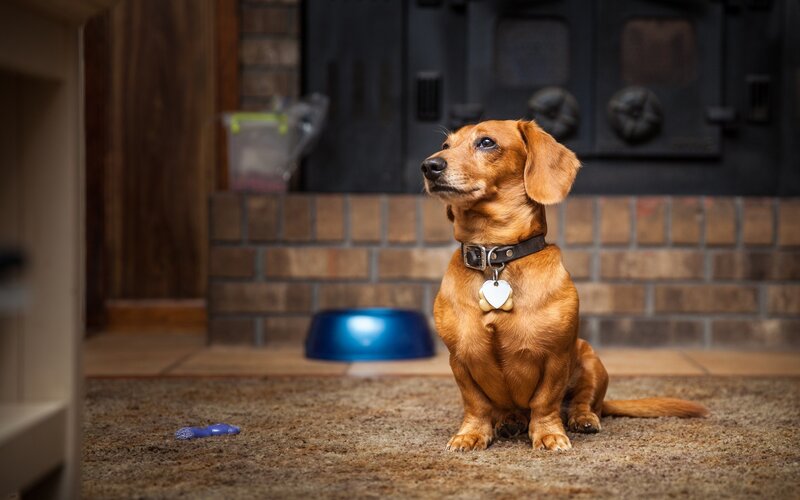 Dachshund Dog Sitting