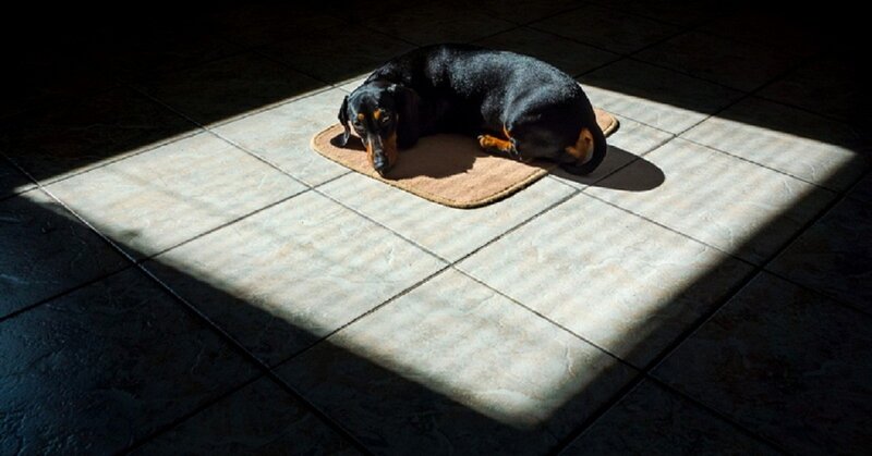 Dachshund Dog Sleeping