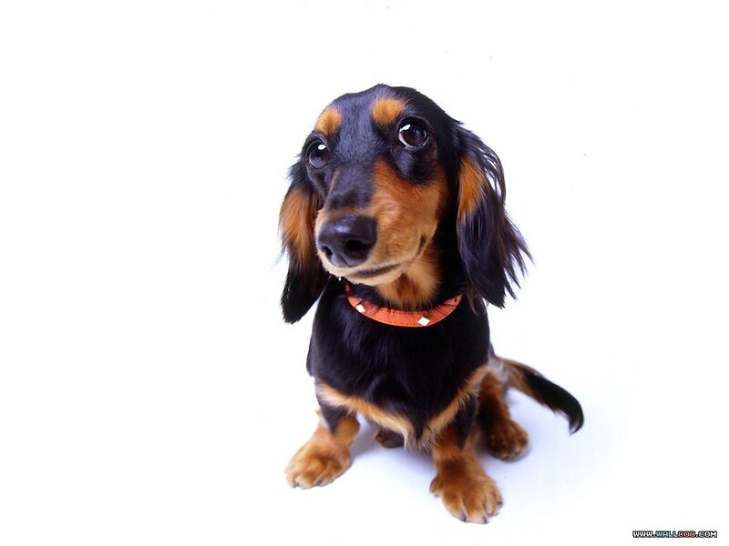 Dachshund Dog
