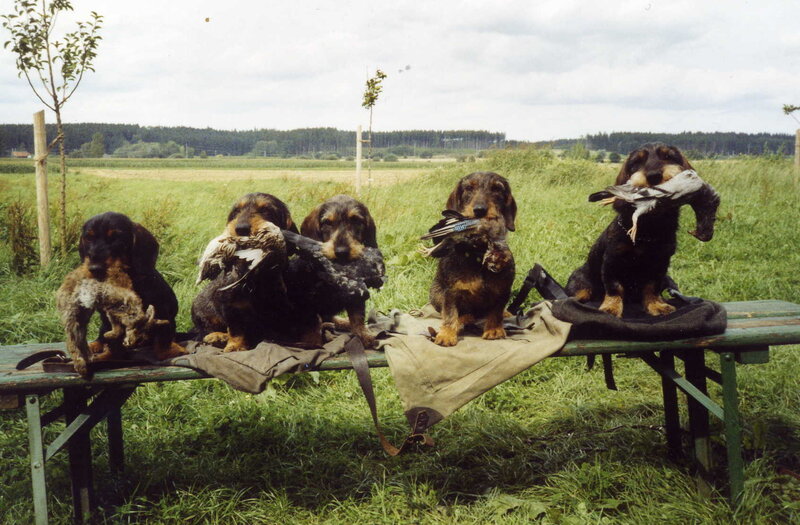 Dachshund dogs with hunted birds
