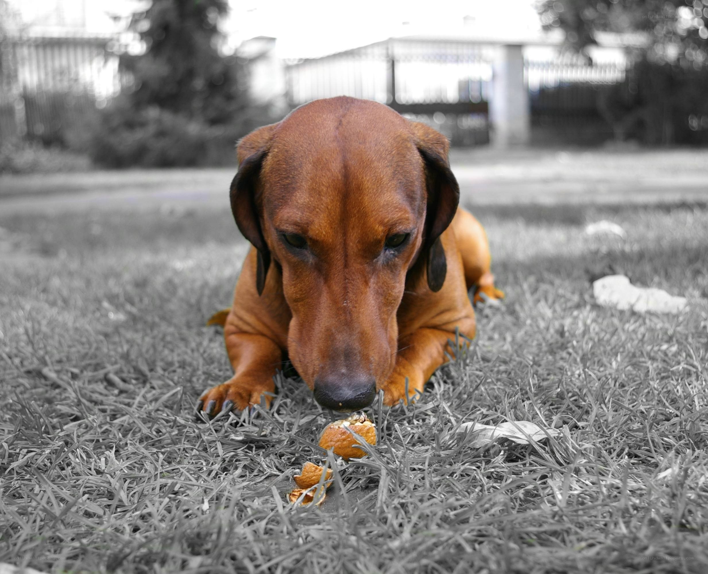 dachshund eating orange peel