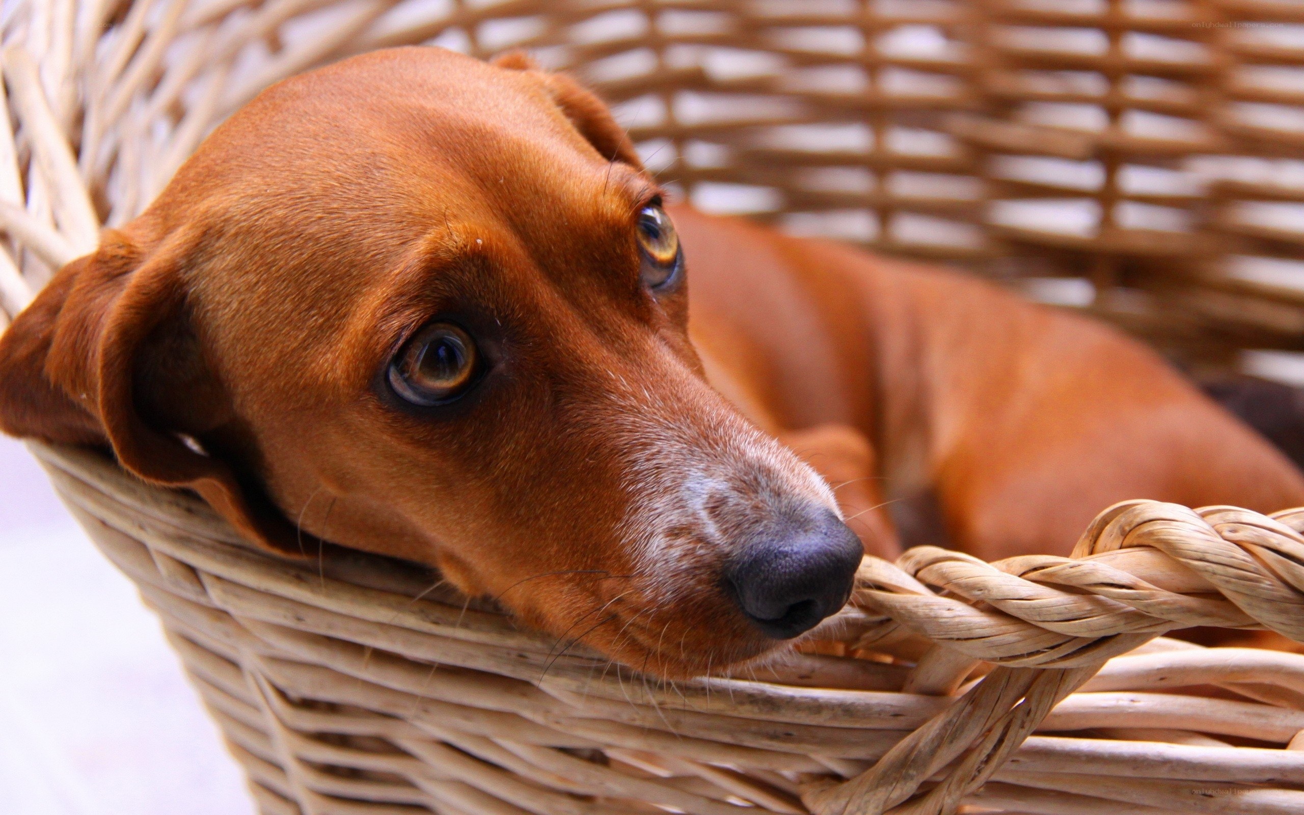 dachshund in a basket