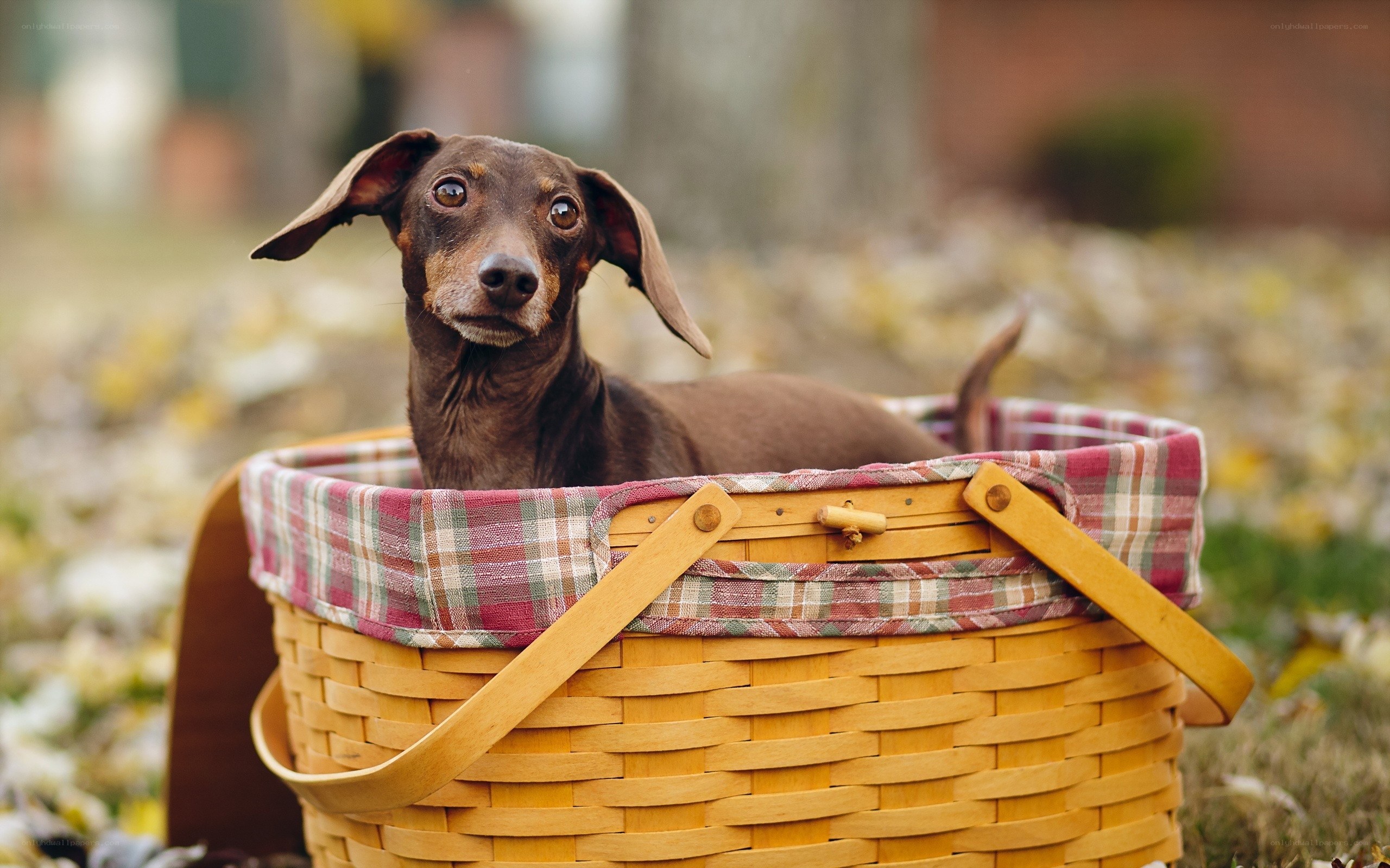 dachshund in a picnic basket