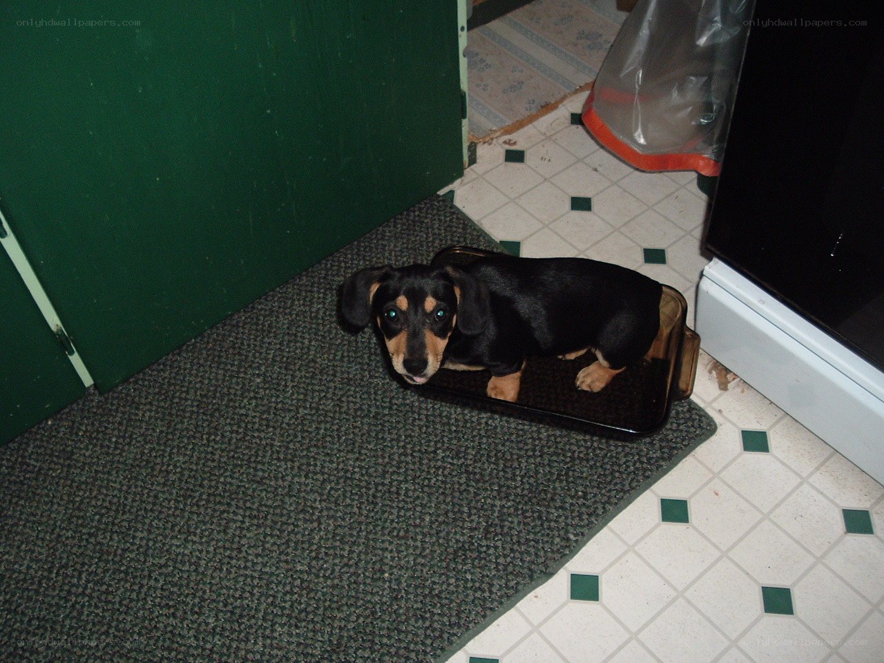 dachshund in a tray