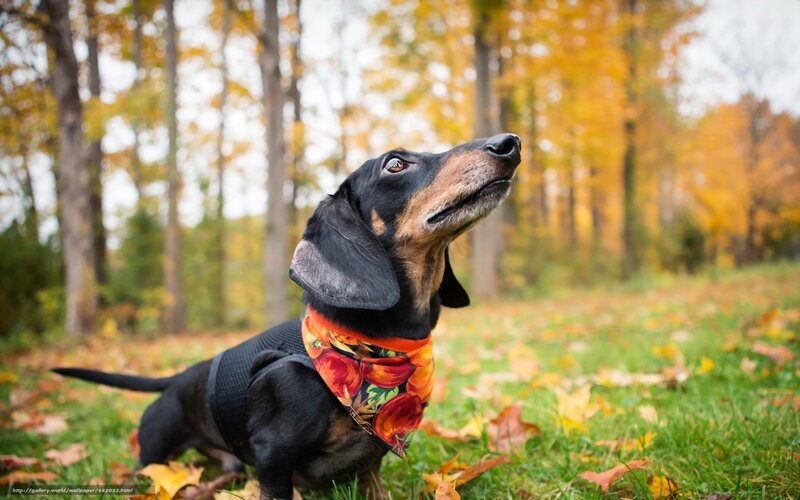 Dachshund in Autumn — Black