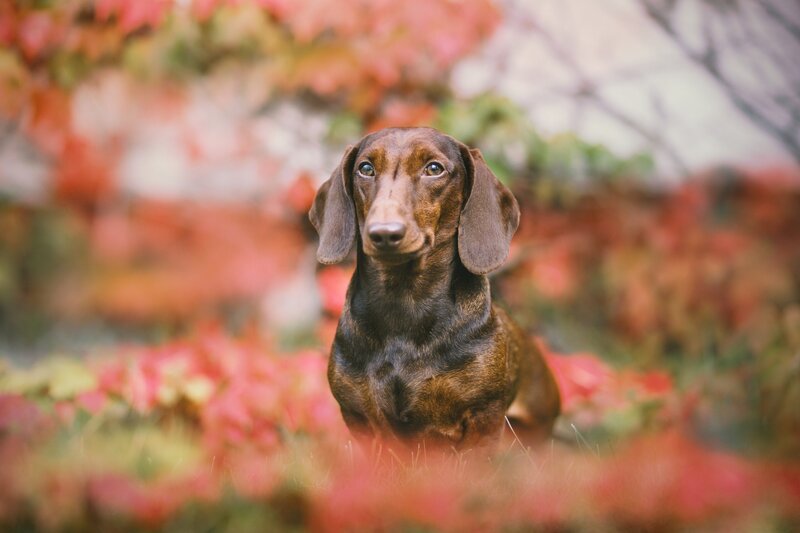 Dachshund in Autumn — Brown