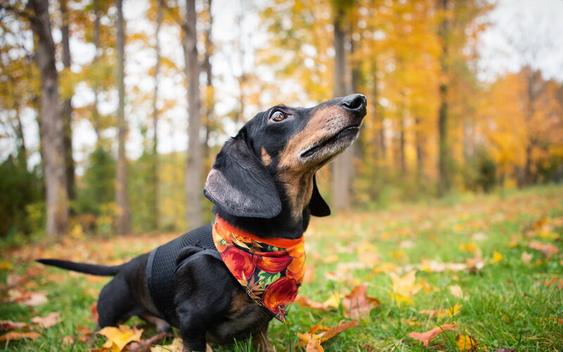 Dachshund in Autumn — Green