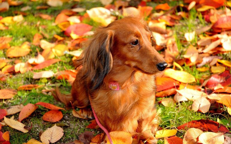 dachshund in autumn leaves