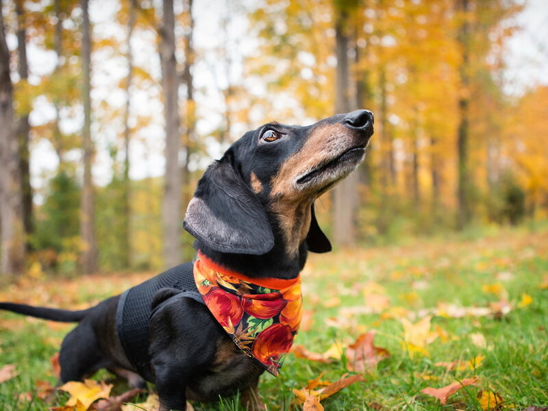 Dachshund in Autumn