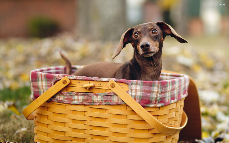 Dachshund in Basket — Brown, Calm, Autumn, Photograph