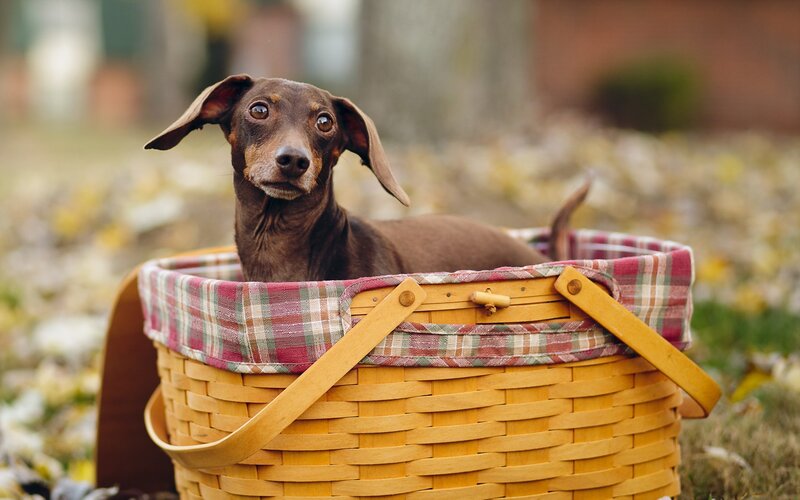 Dachshund in Basket — Brown, Calm, Autumn
