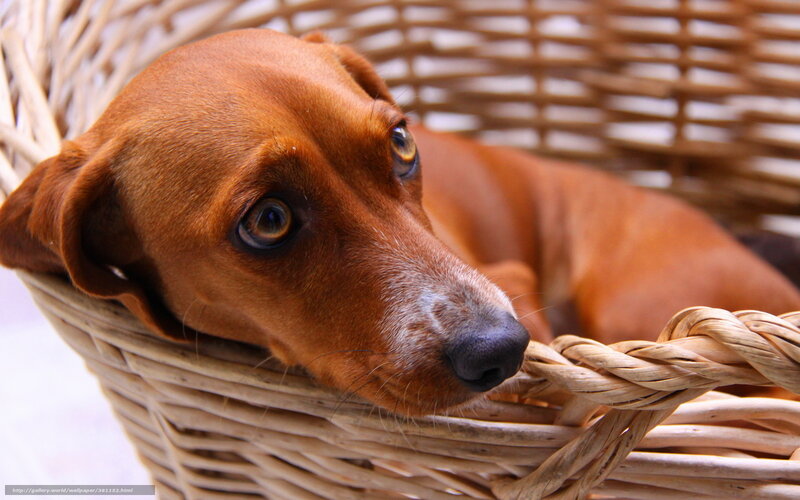 Dachshund in Basket — Brown, Calm, Photograph