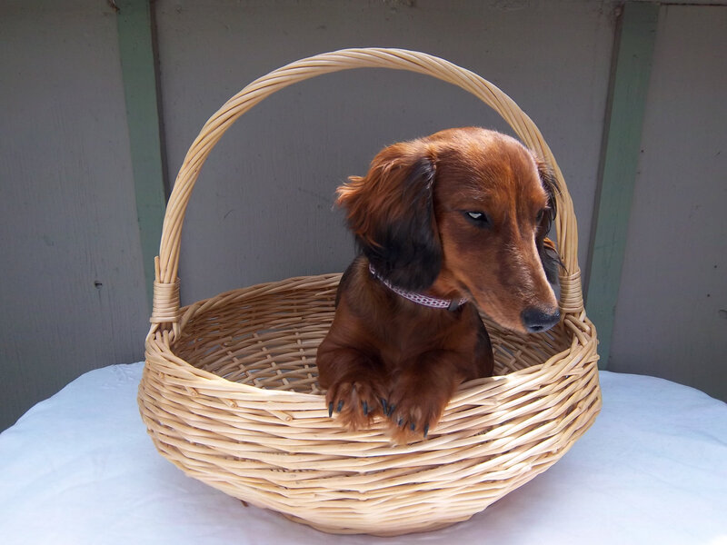 Dachshund in Basket — Brown, Calm