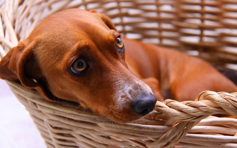 Dachshund in Basket — Brown
