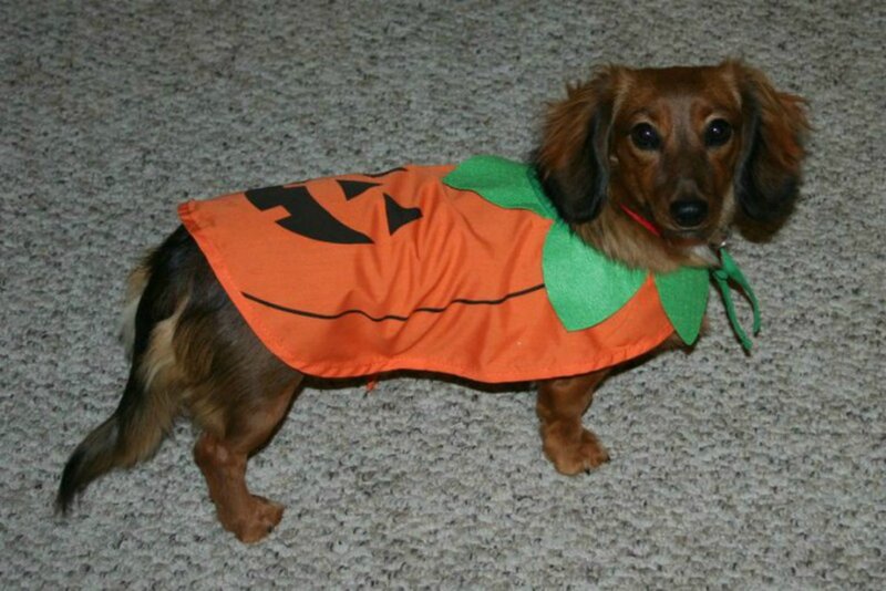 Dachshund in Costume — Orange