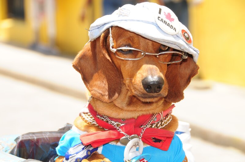 Dachshund in Costume