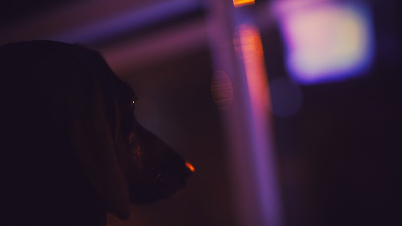 Dachshund in Dim Light