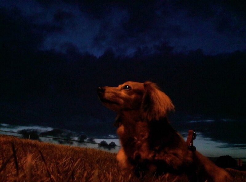 Dachshund in Field