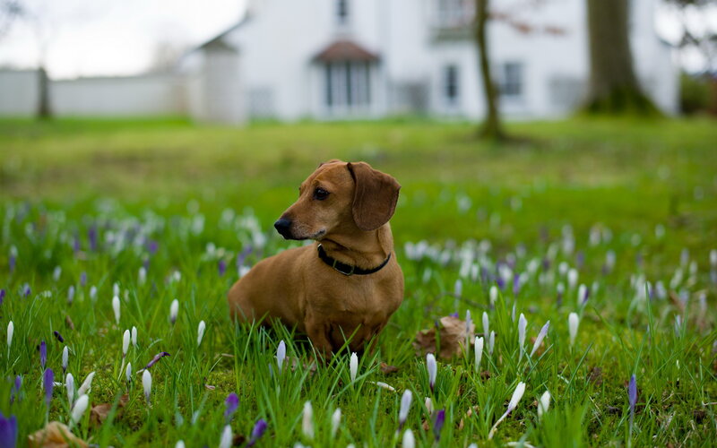 Dachshund in Flowers
