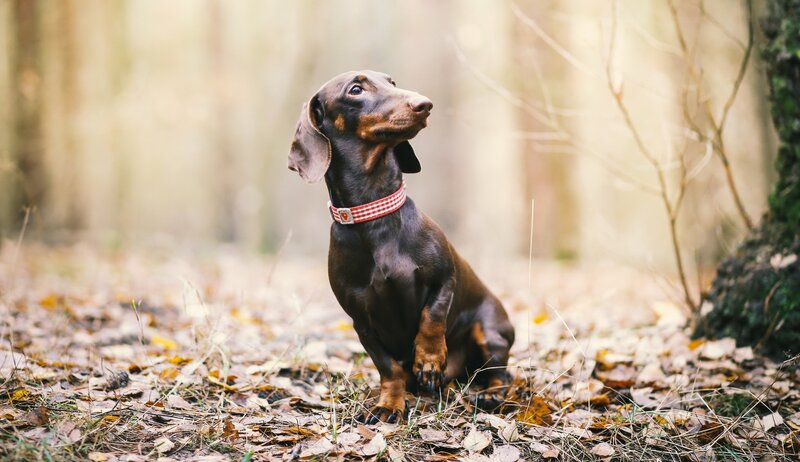 Dachshund in Forest