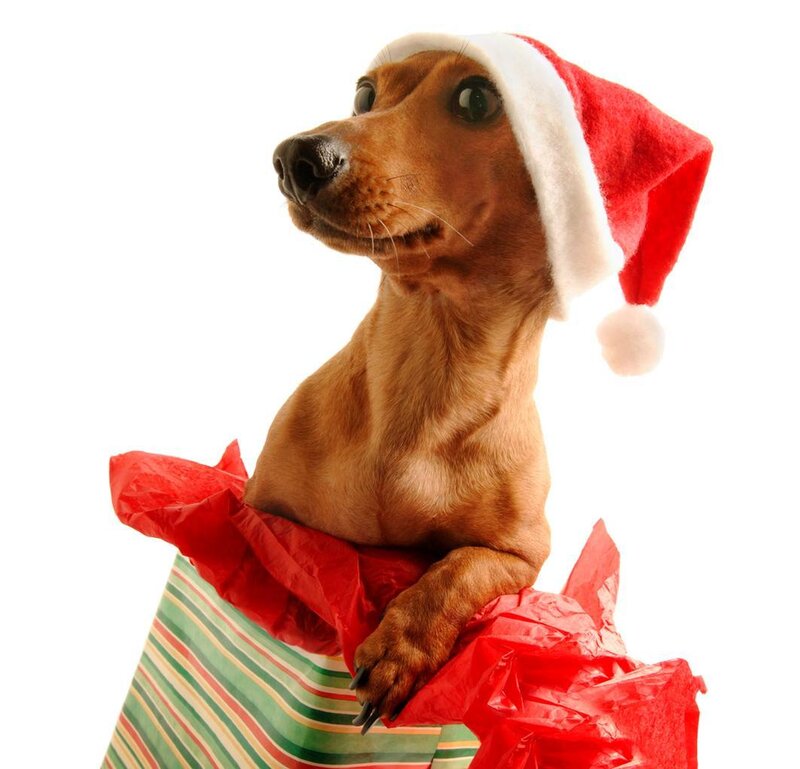 Dachshund in Gift Bag