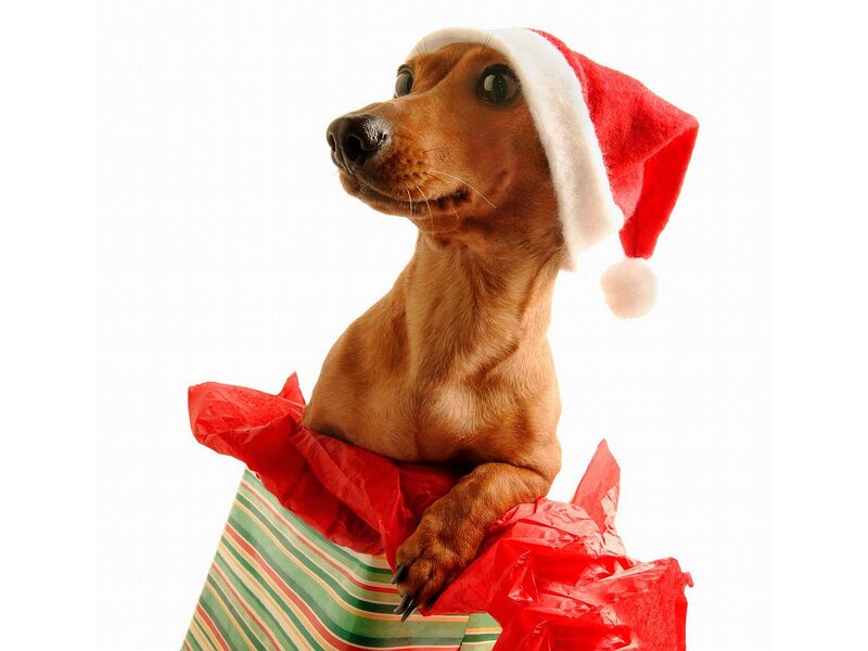 Dachshund in Gift Box — Red, Festive
