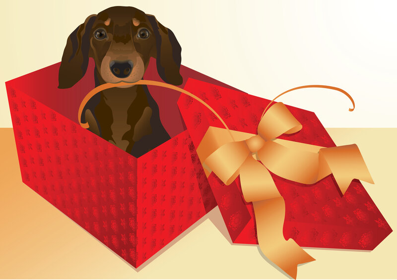 Dachshund in Gift Box — Red, Festive, Vector Art