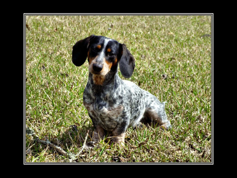 dachshund in grass