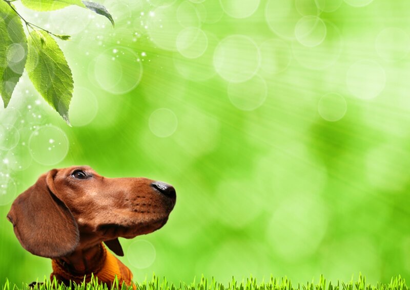 Dachshund in Grass — Green