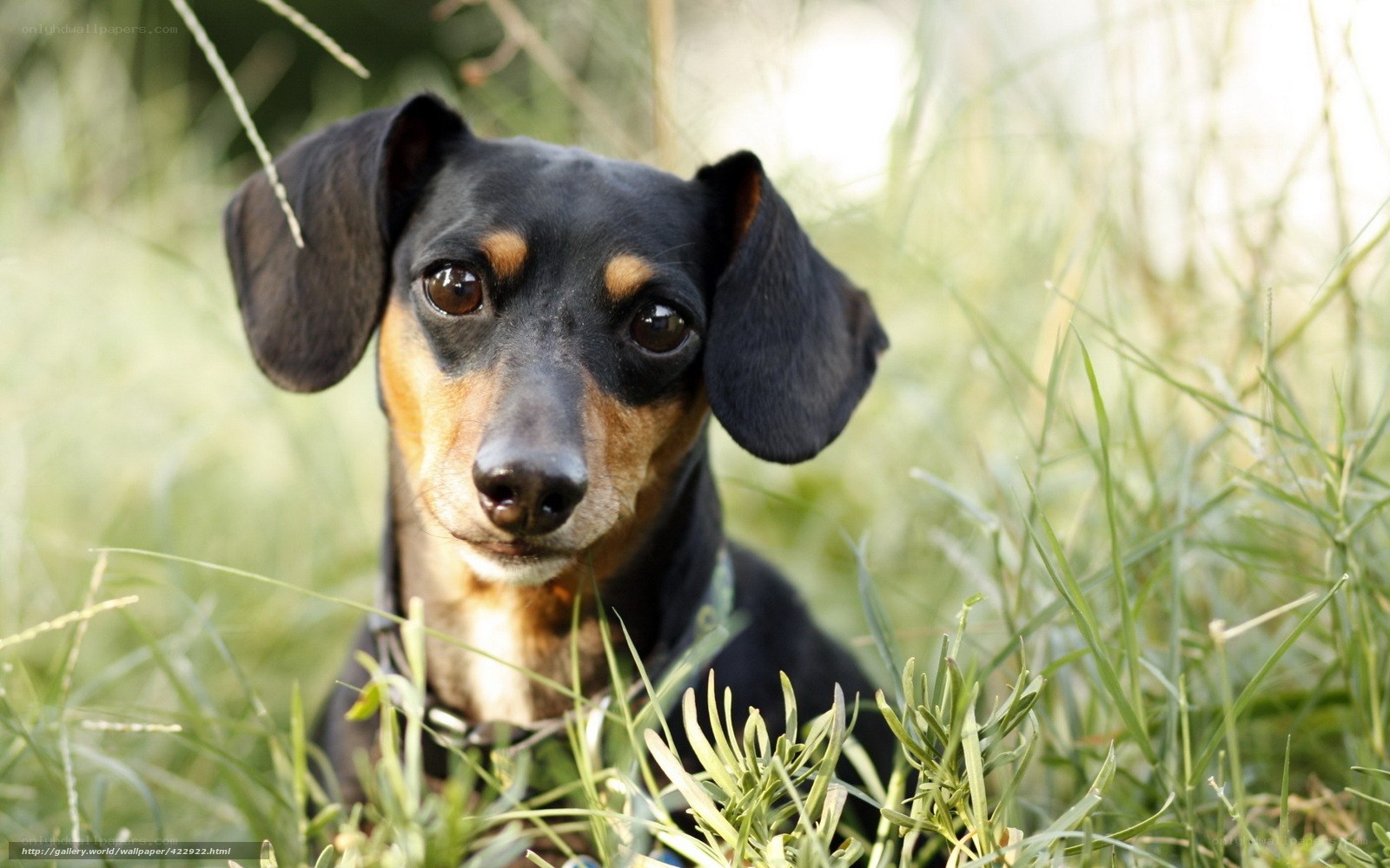 dachshund in grass